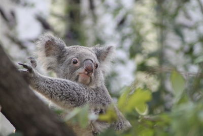 Close-up of squirrel on tree