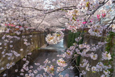 Cherry blossom season in tokyo at meguro river, river sakura festival