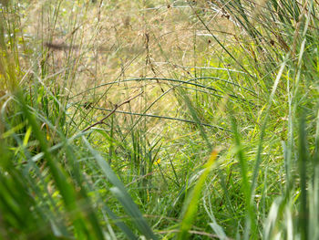 Close-up of bamboo on field