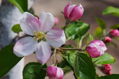 Close-up of pink flowers blooming outdoors