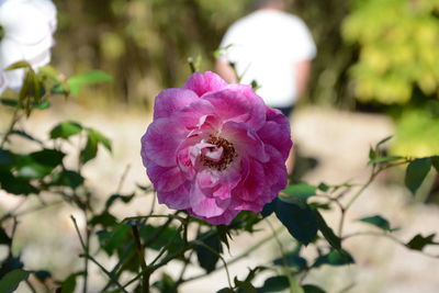 Close-up of purple flower blooming outdoors