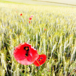 Close-up of red poppy on field