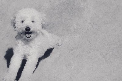 High angle portrait of dog on snow