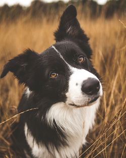 Close-up portrait of black dog on field