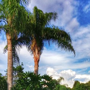 Low angle view of tree against sky