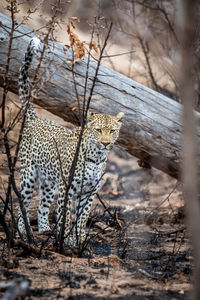 Leopard marking