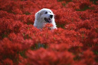 High angle view of dog on red flowering plant