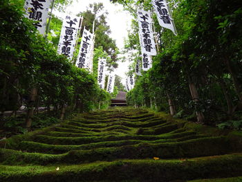 Footpath amidst trees in park