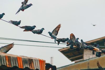 Low angle view of birds flying against clear sky