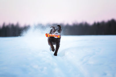 Dog running in snow covered field