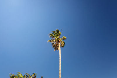 Low angle view of coconut palm tree against clear blue sky