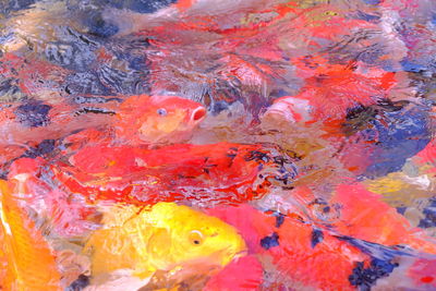 Close-up of koi carps swimming in water