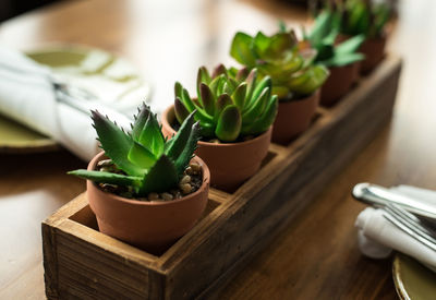Close-up of potted plant on table
