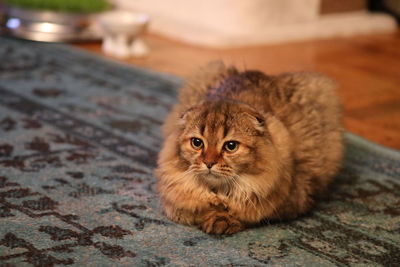 Close-up portrait of a cat