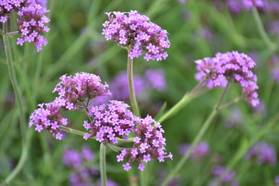 Close-up of purple flowering plants on field