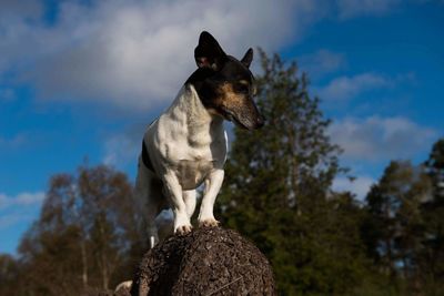 Low angle view of dog against sky