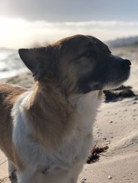Dog looking away on beach