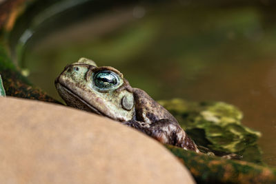 Close-up of frog