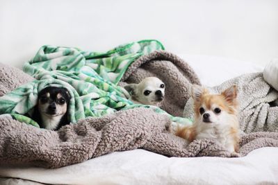 Chihuahua dogs 