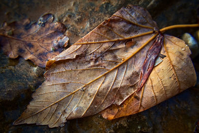 Close-up of dry maple leaves