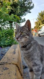 Portrait of cat on tree