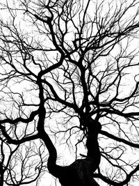 Low angle view of silhouette bare tree against sky