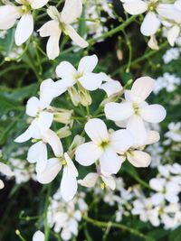 Close-up of white flowers blooming outdoors