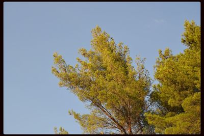 Low angle view of trees against clear sky