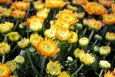 Close-up of yellow flowering plants