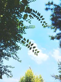 Low angle view of tree against sky