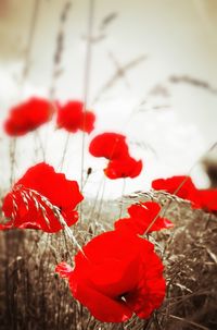 Close-up of red poppy flowers