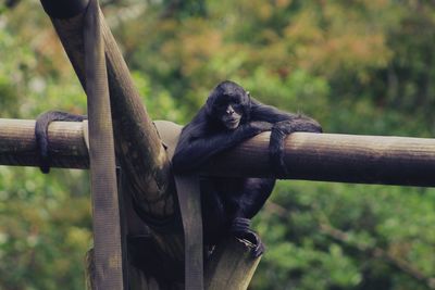 Portrait of monkey on wooden structure at zoo