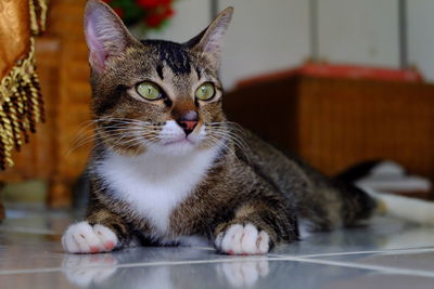 Close-up portrait of cat