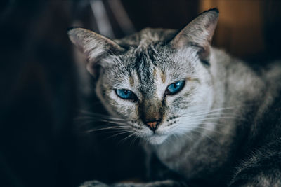 Close-up portrait of tabby cat