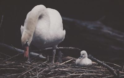 Close-up of bird perching on nest