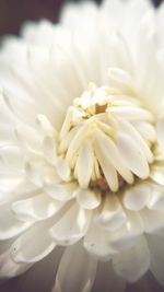 Close-up of white flowers