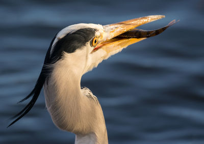 Close-up of grey heron against lake