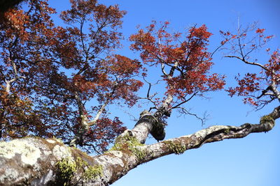 Low angle view of bird perching on tree