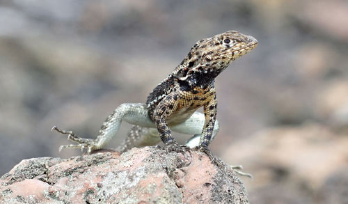 Close-up of lizard on rock