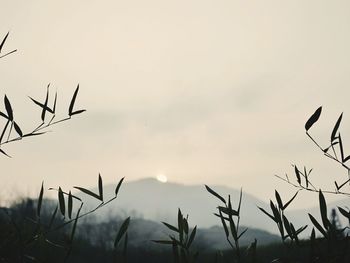 Low angle view of silhouette trees against sky