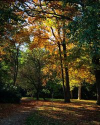 Trees in park during autumn