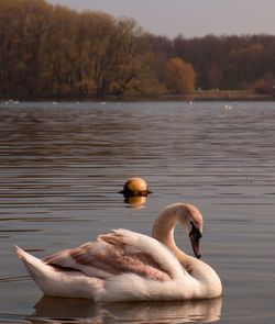 Swan swimming in lake