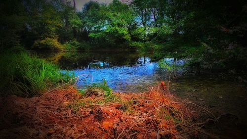 Scenic view of lake in forest