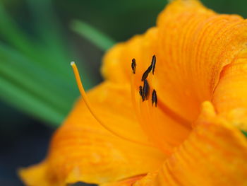 Close-up of insect on yellow flower