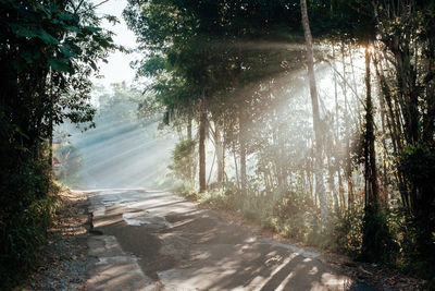 Empty road amidst trees in forest