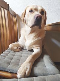 Portrait of dog sitting at home