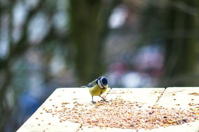 Close-up of bird perching on leaf