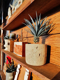 Close-up of potted plants on table at home