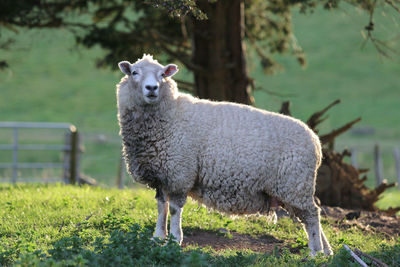 Portrait of a sheep on field