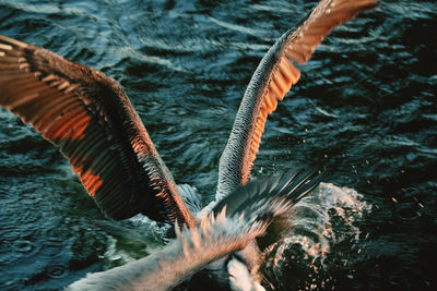 Bird flying over lake